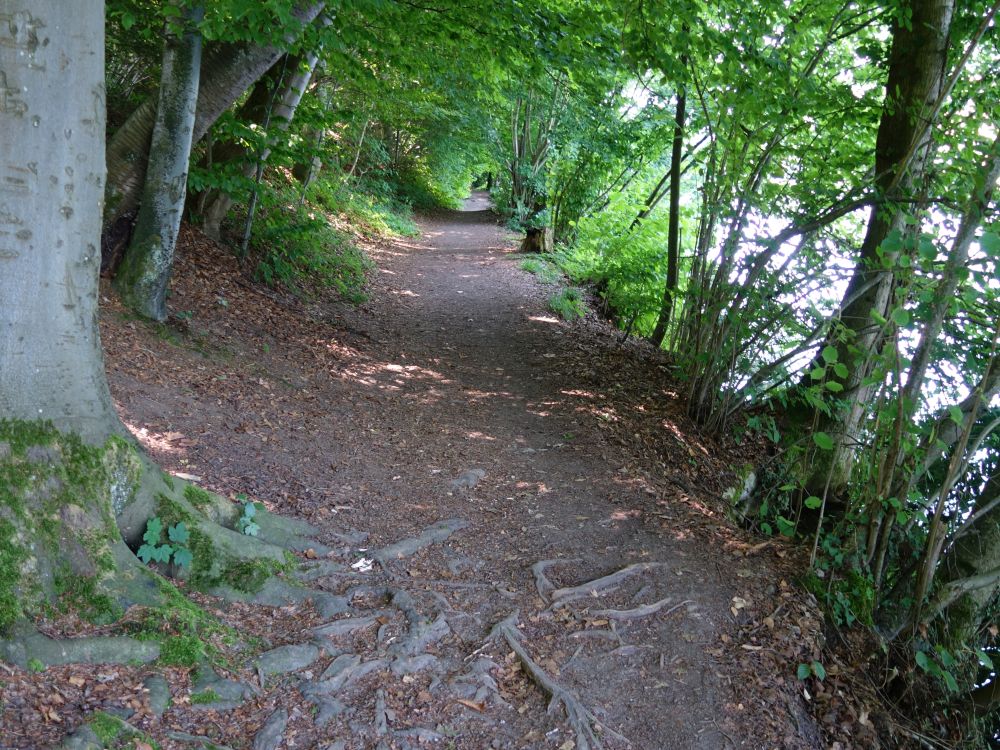 Uferweg am Rotsee (Südufer)