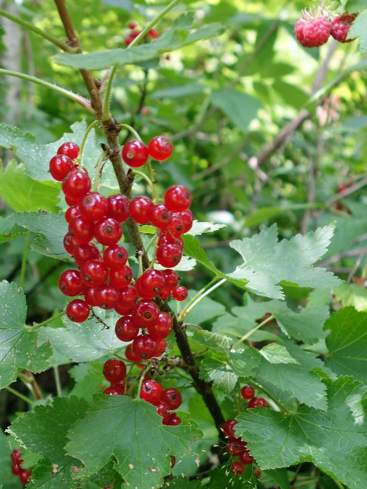 Johannisbeeren und Himbeeren