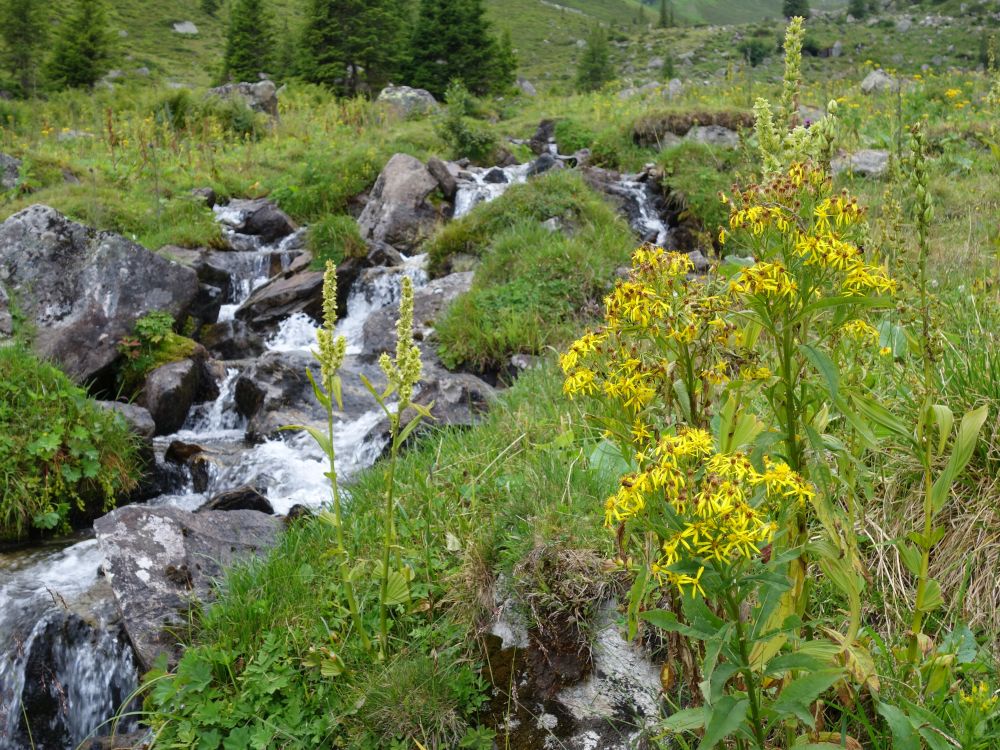 Bach mit Alpenblumen