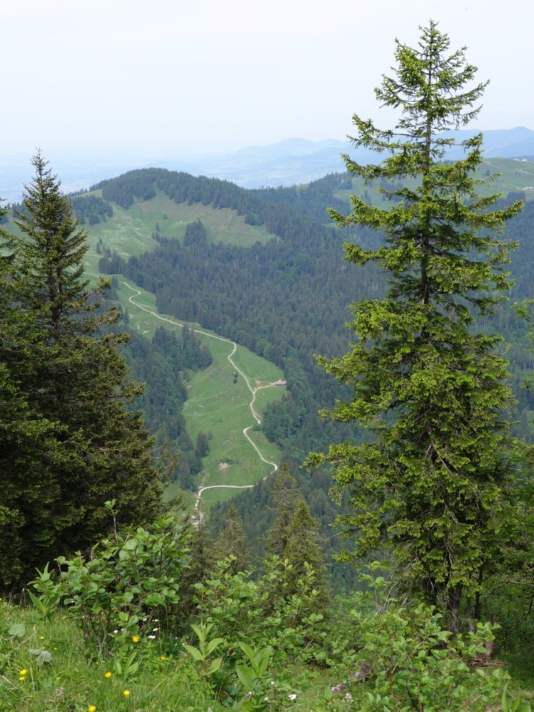 Blick durch die Baumlücke