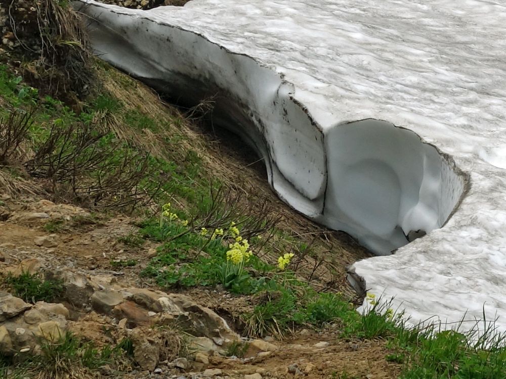 Alpenblumen am Schneefeldrand