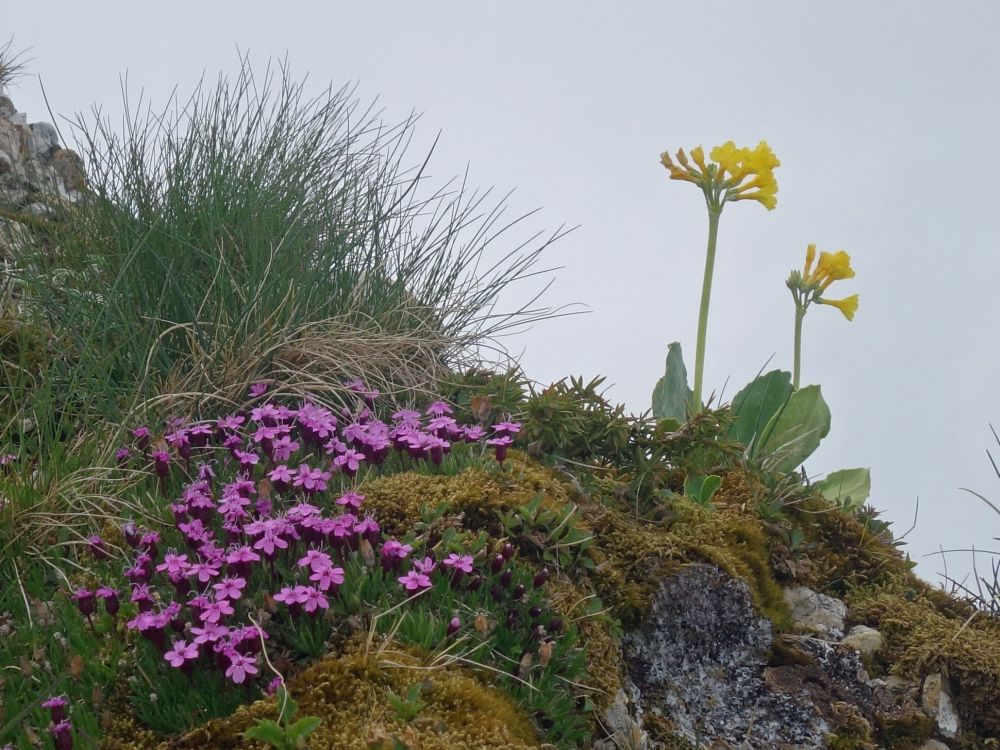 Alpenblumen