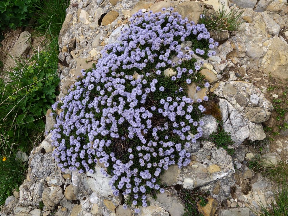 Alpenblumen