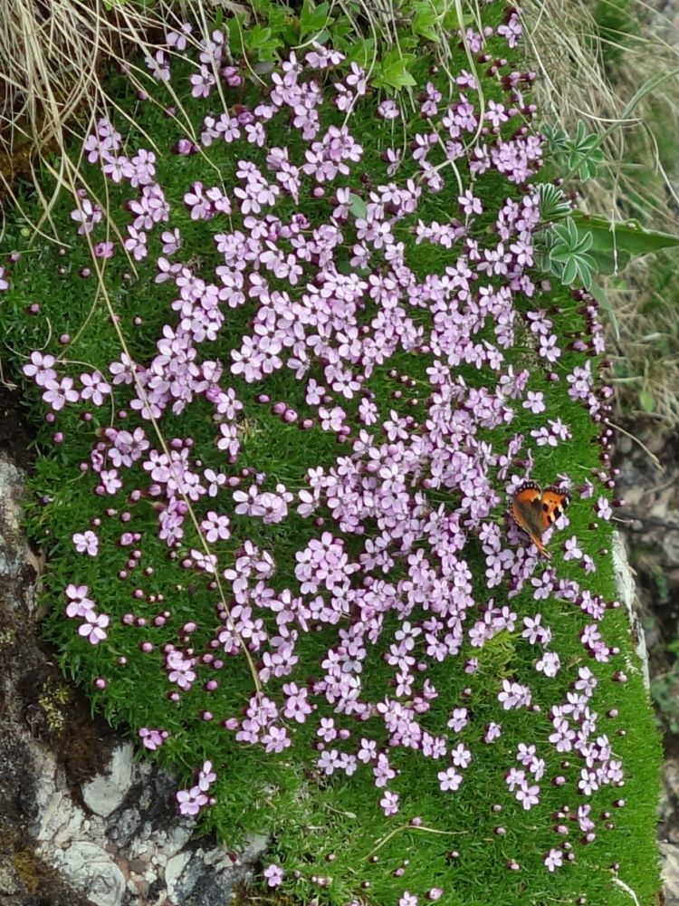 Alpenblumen mit Schmetterling