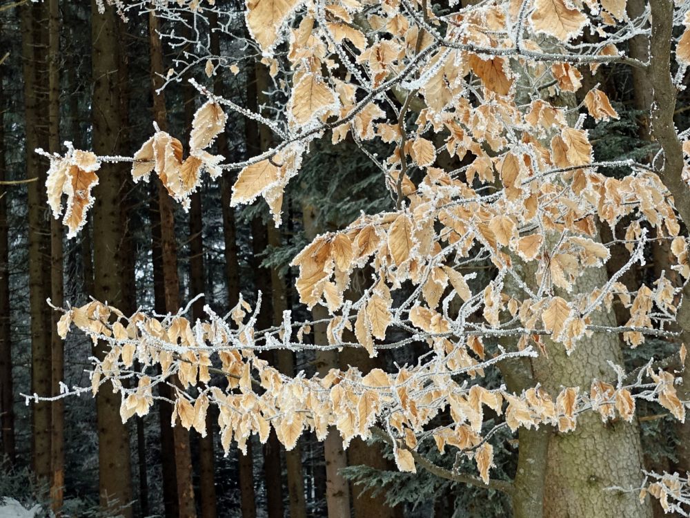 Eiskristalle an Blättern