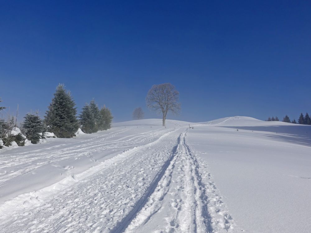 Alpenpanoramaweg