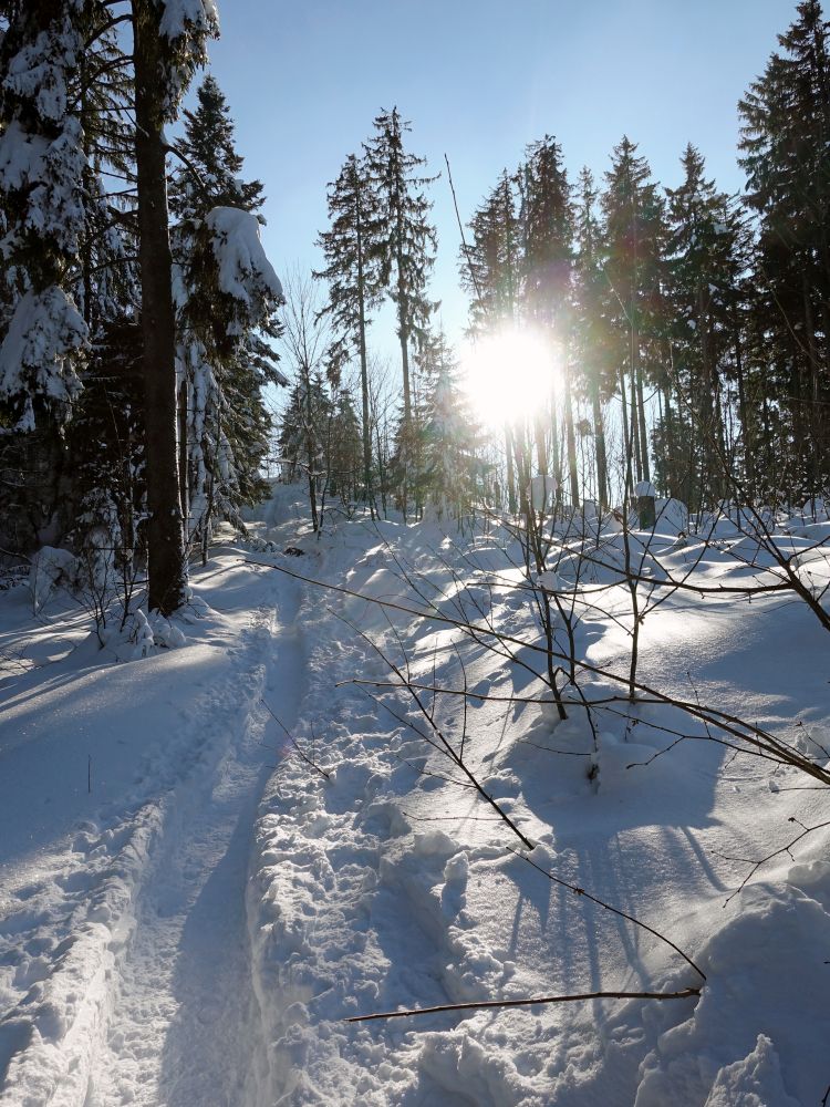 Spur durch den Wald