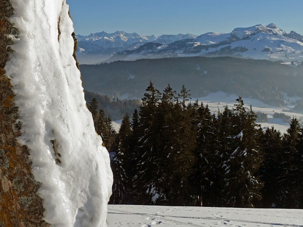 Säntis und Eis am Baumstamm