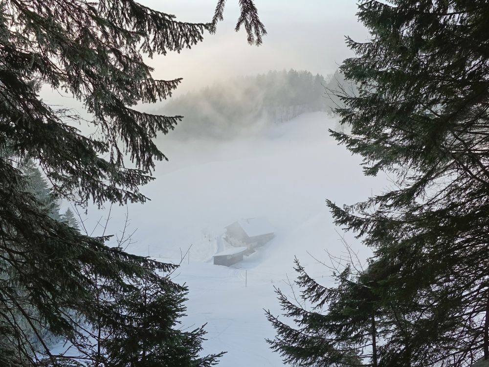 Blick durch die Baumlücke