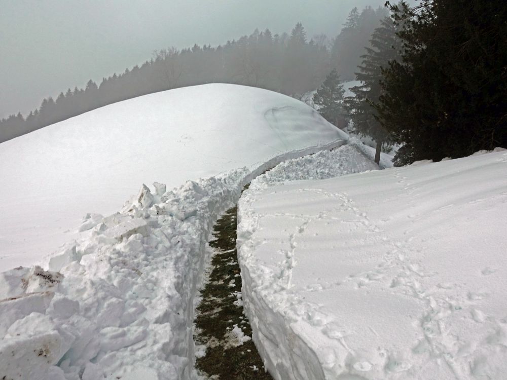 schneebefreiter Pfad bei Nistelbühl