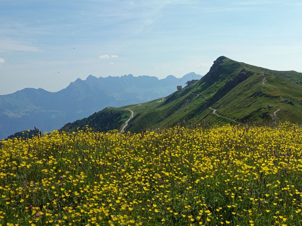 Ziger über Blumenwiese