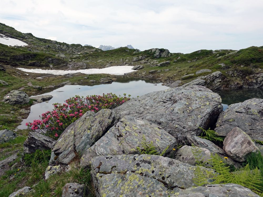 Alpenrosen und Bergsee