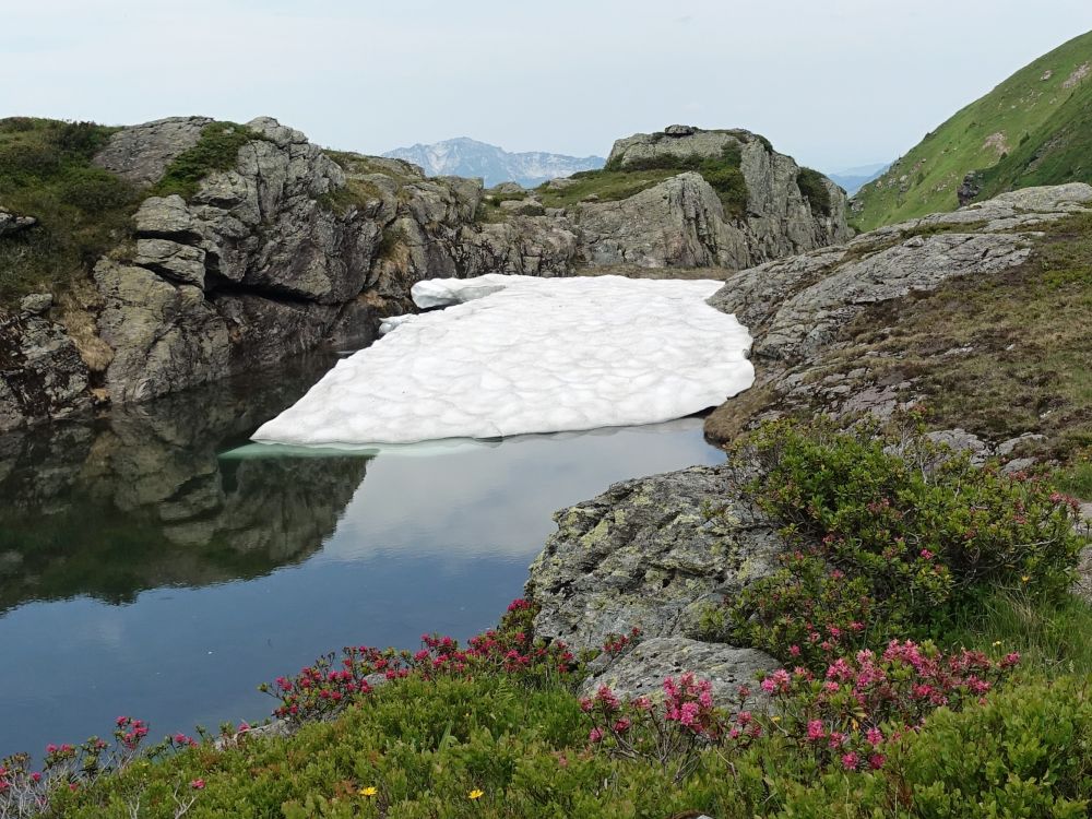 Alpenrosen und Bergsee