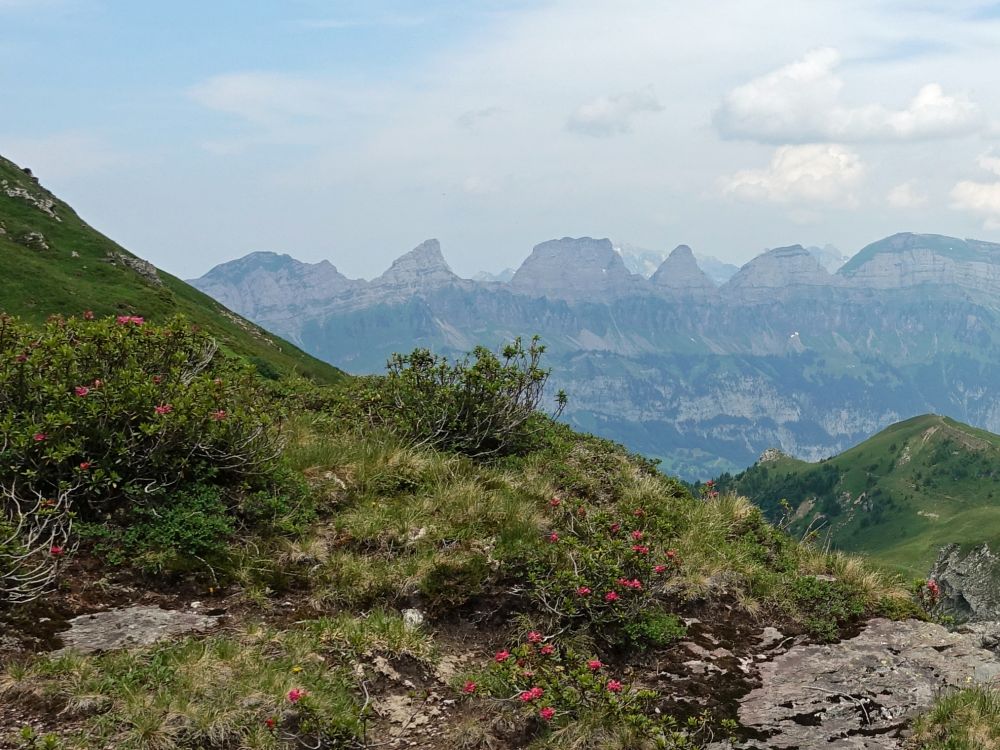 Alpenrosen und Churfirsten