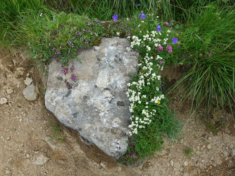 Alpenblumen