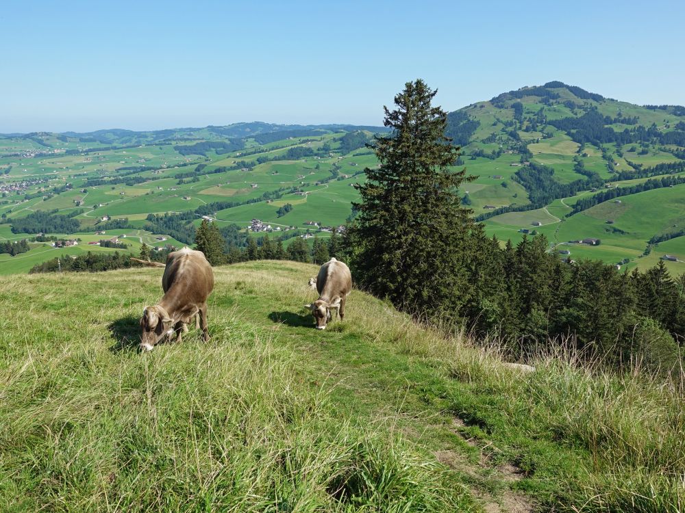 Kühe und Fähnerenspitz