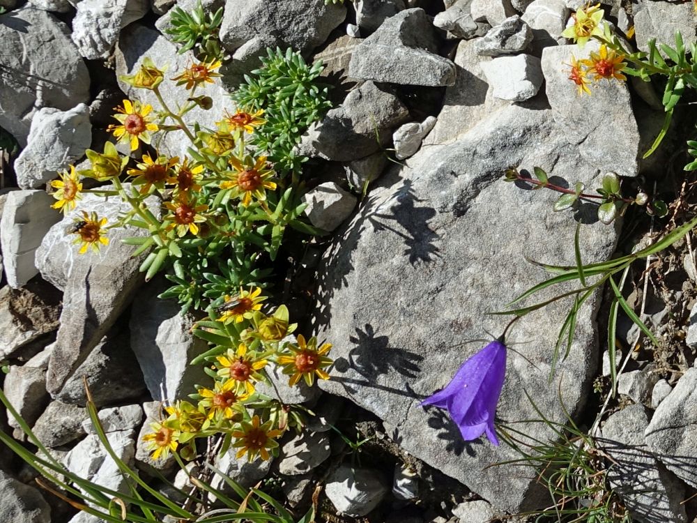 Alpenblumen