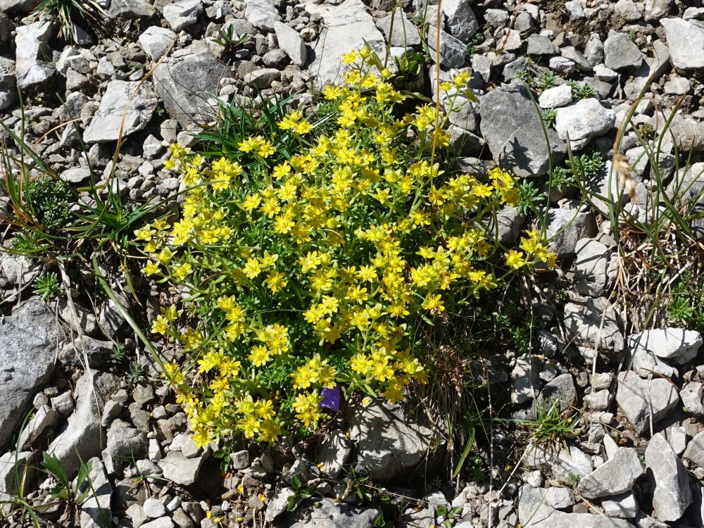 Alpenblumen