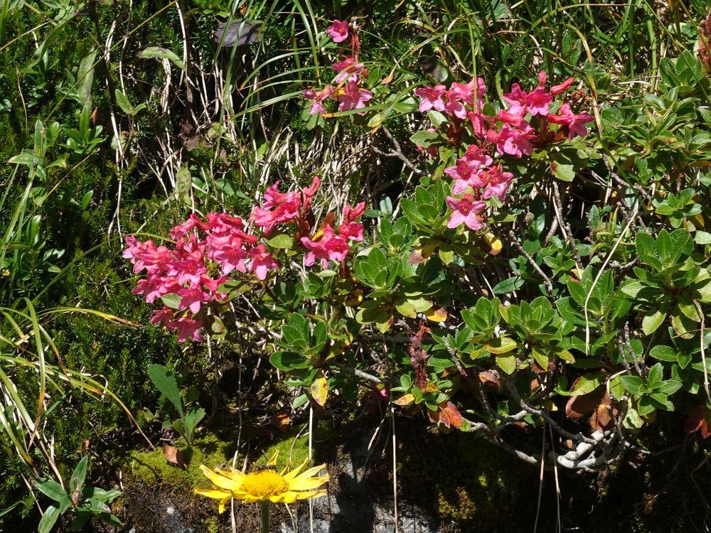 Alpenröschen