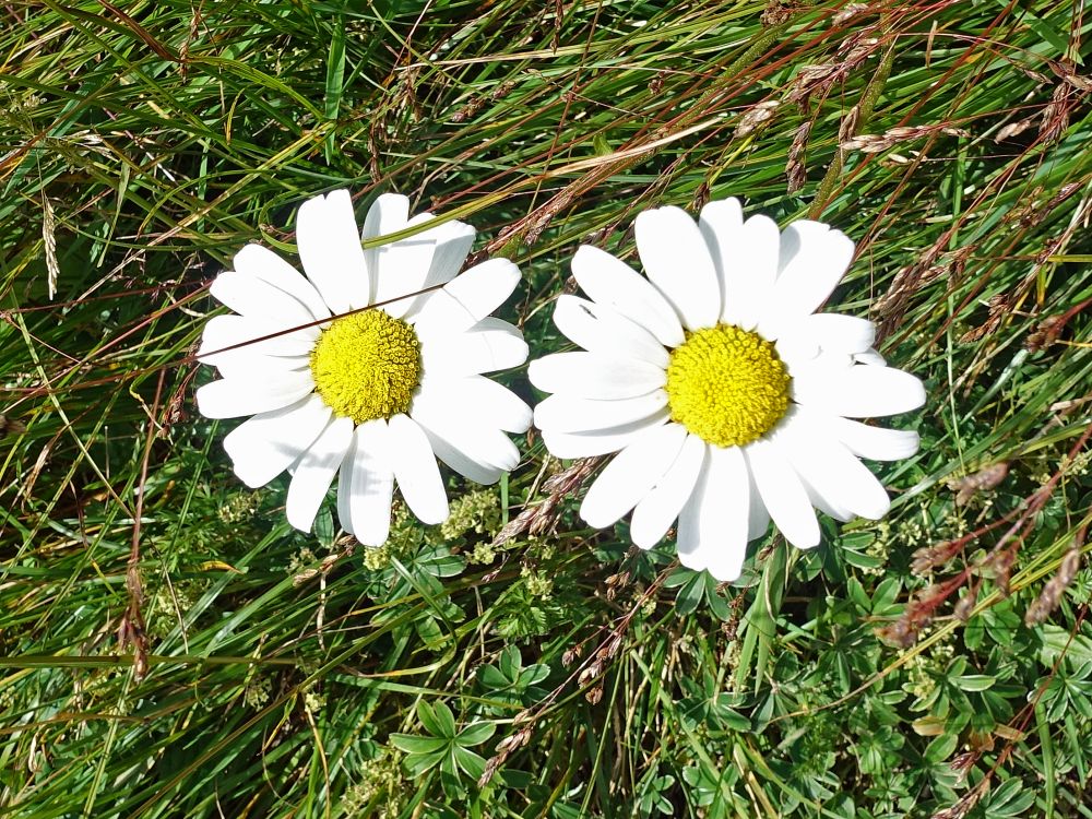 Alpenblumen