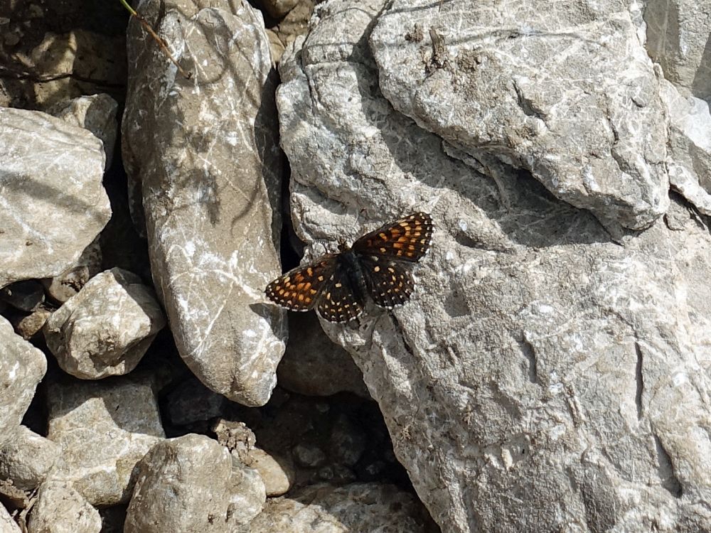 Schmetterling