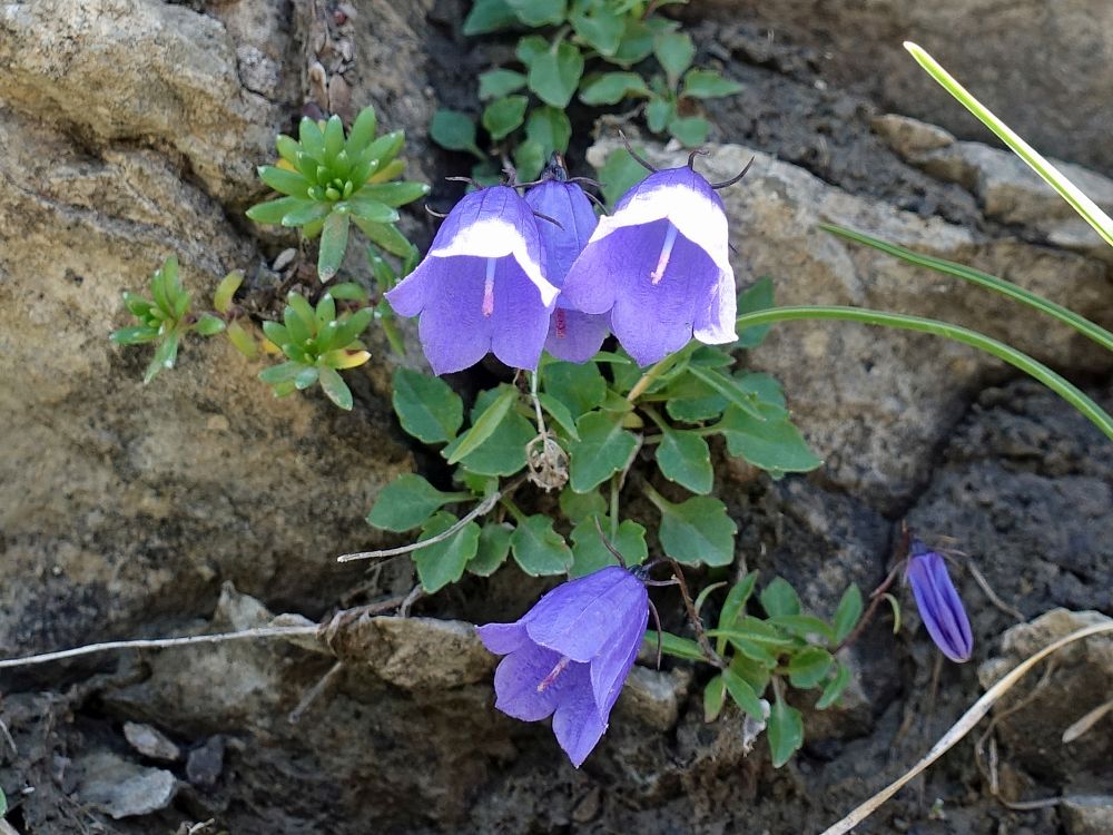 Glockenblumen