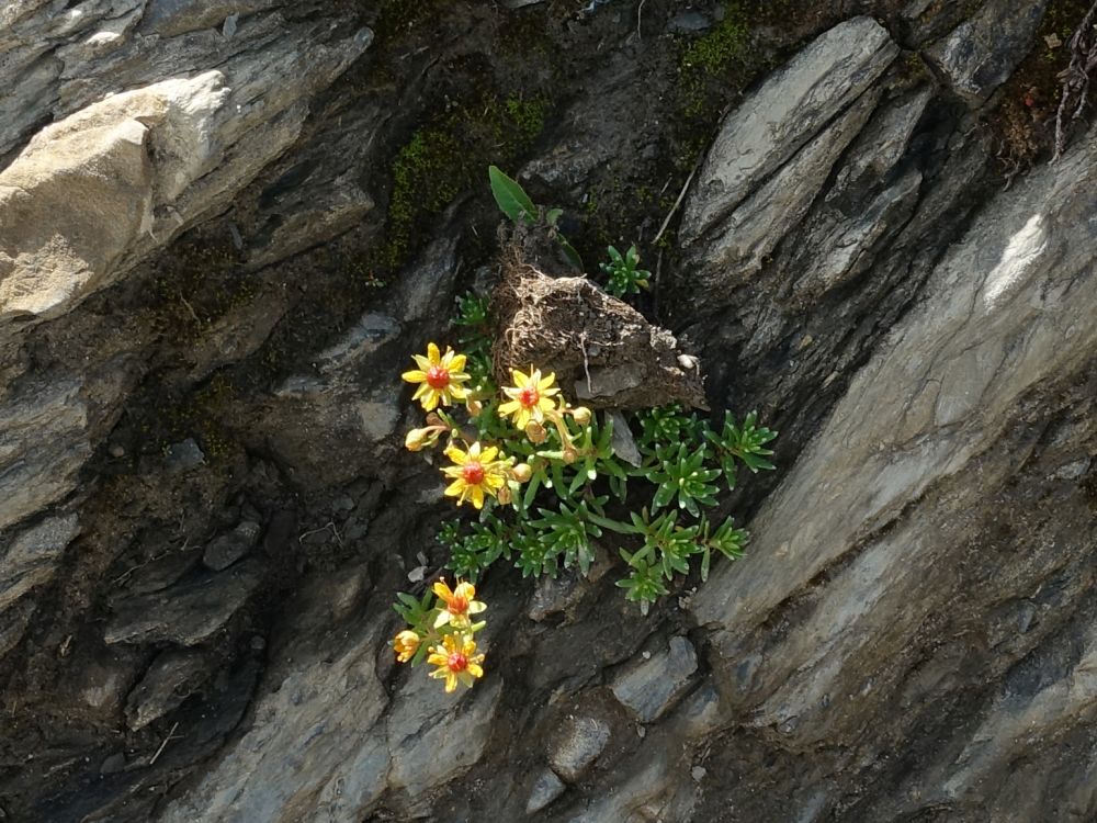 Alpenblumen