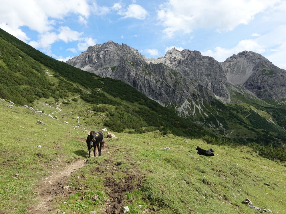 Kuh auf dem Wanderweg
