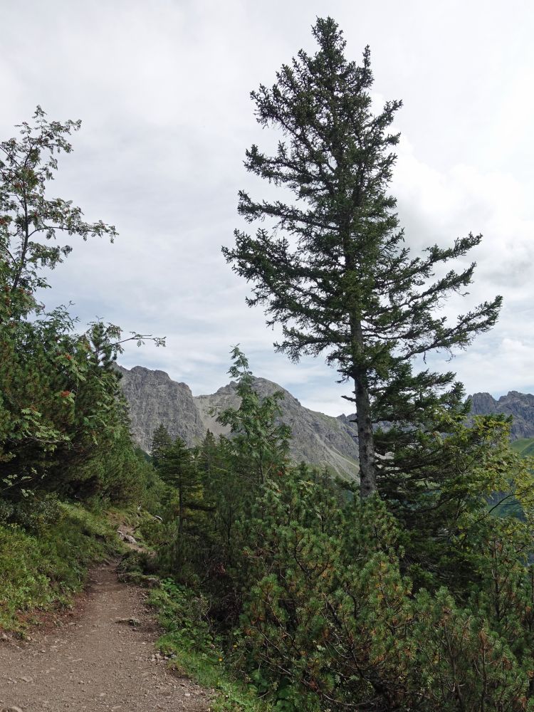 zwischen Wannenalpe und Kuhgehrenalpe