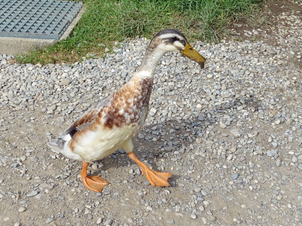 Gans