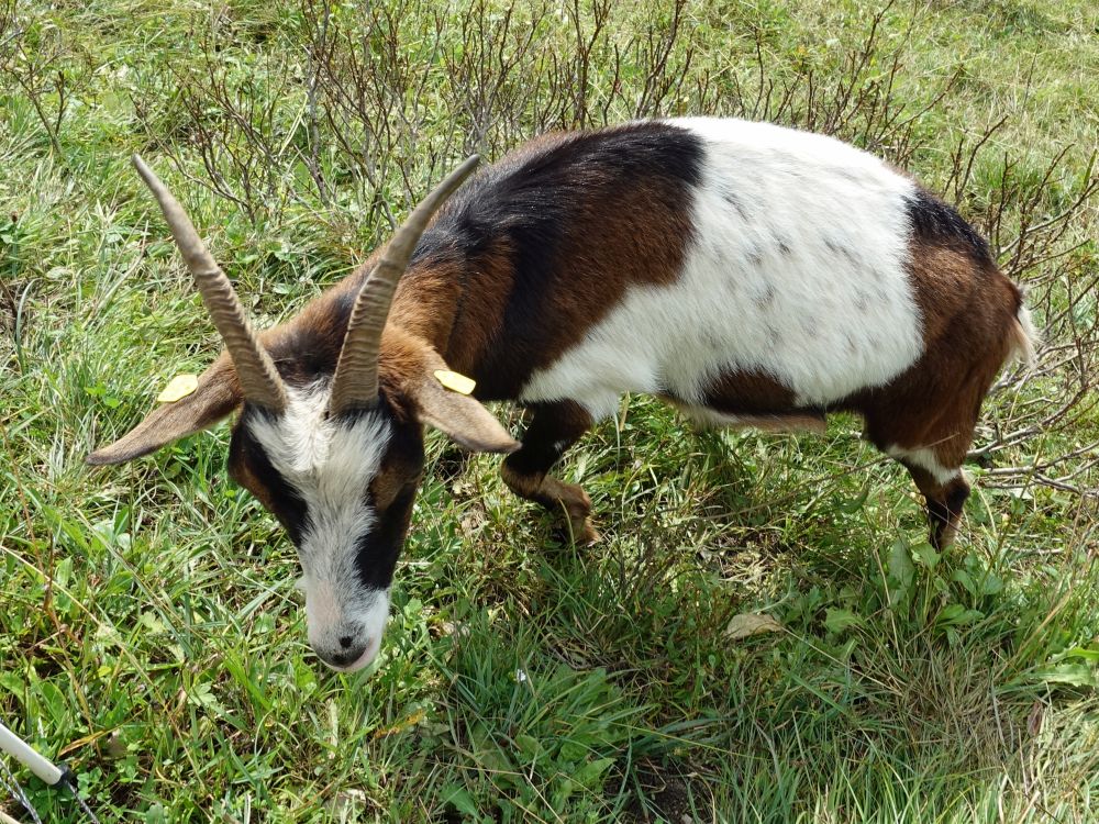 Ziegenbock