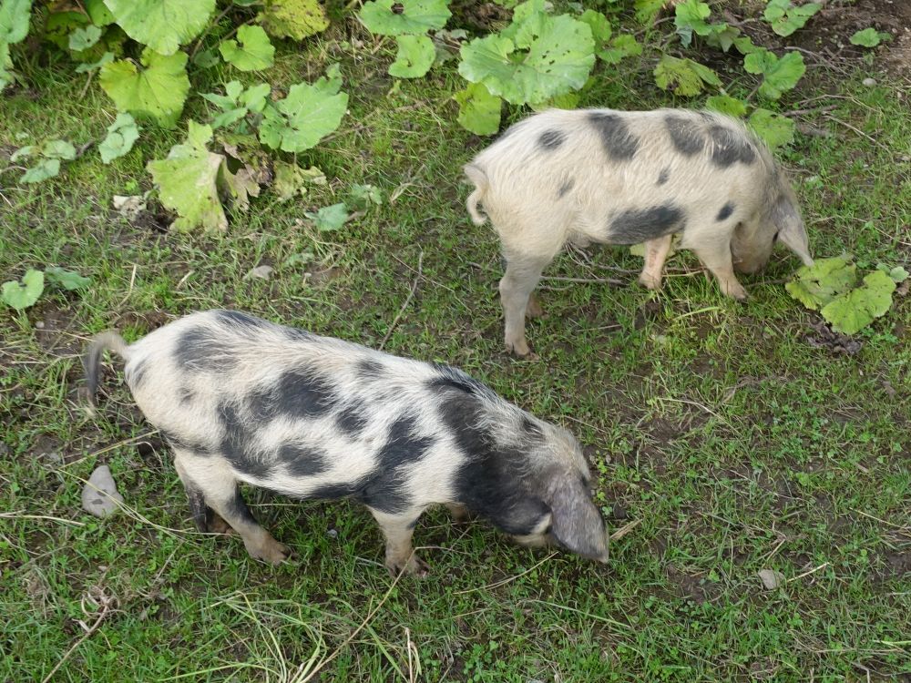 Schweine