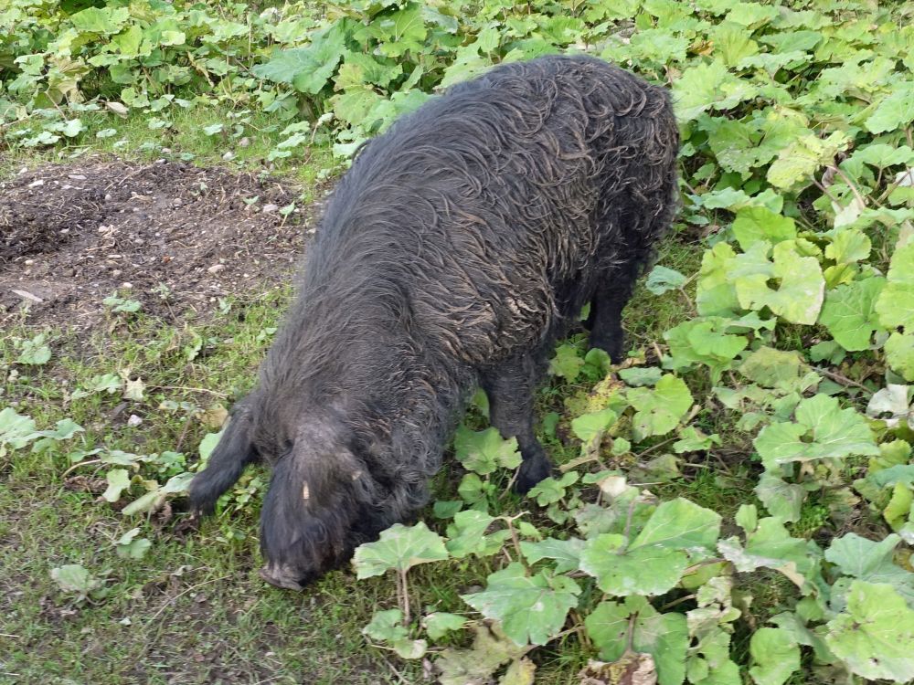 Schwein