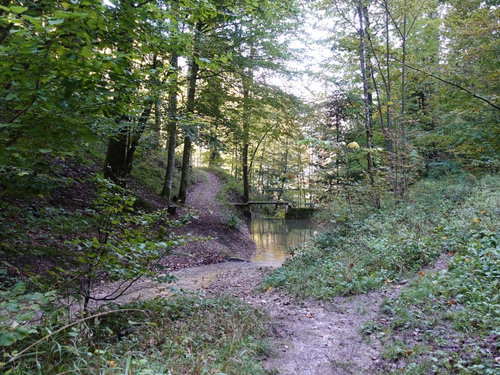 Teich beim Greiselgubel