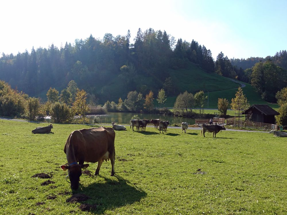 Kühe am Weiher bei Fistel