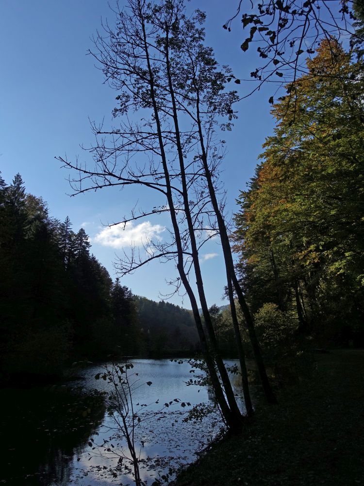 Teich am Züttbach