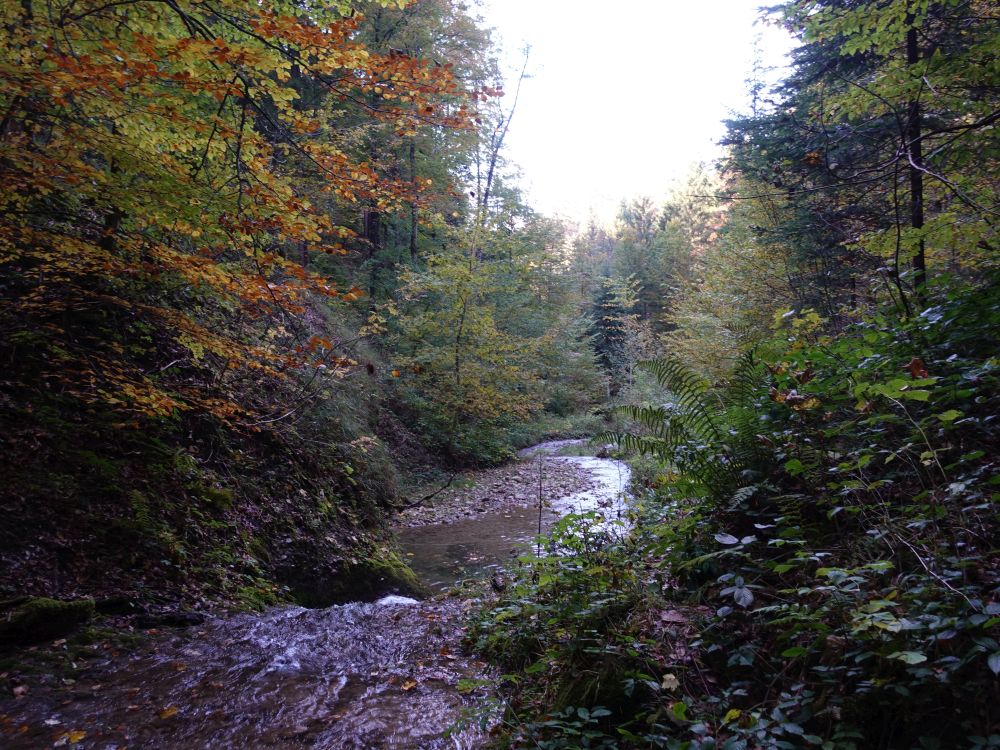 Teich am Züttbach