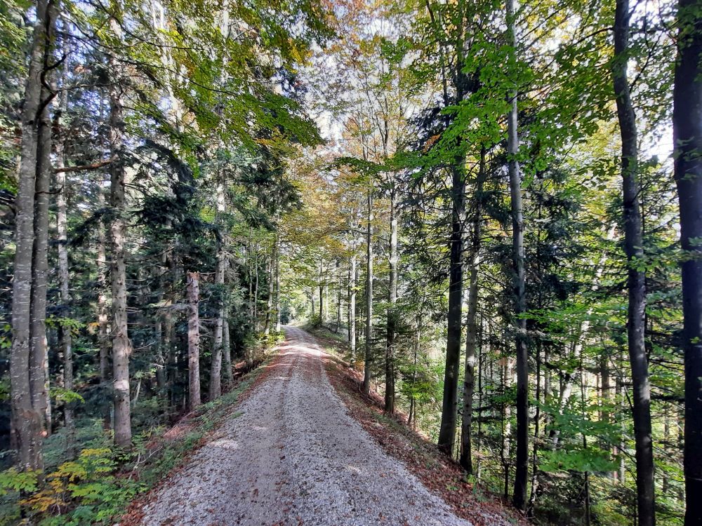 Waldweg oberhalb Gadenwis