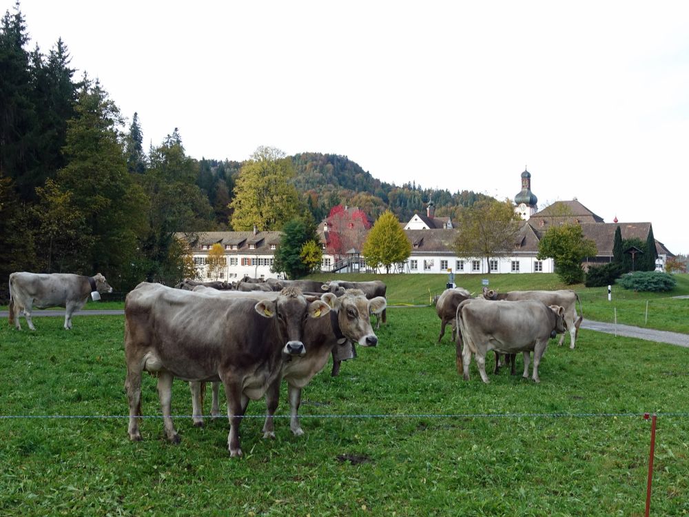 Kloster Fischingen mit Kuhherde