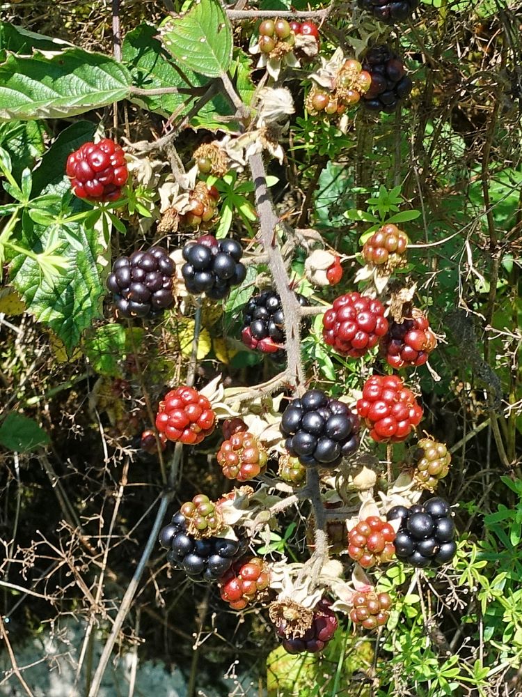 Brombeeren