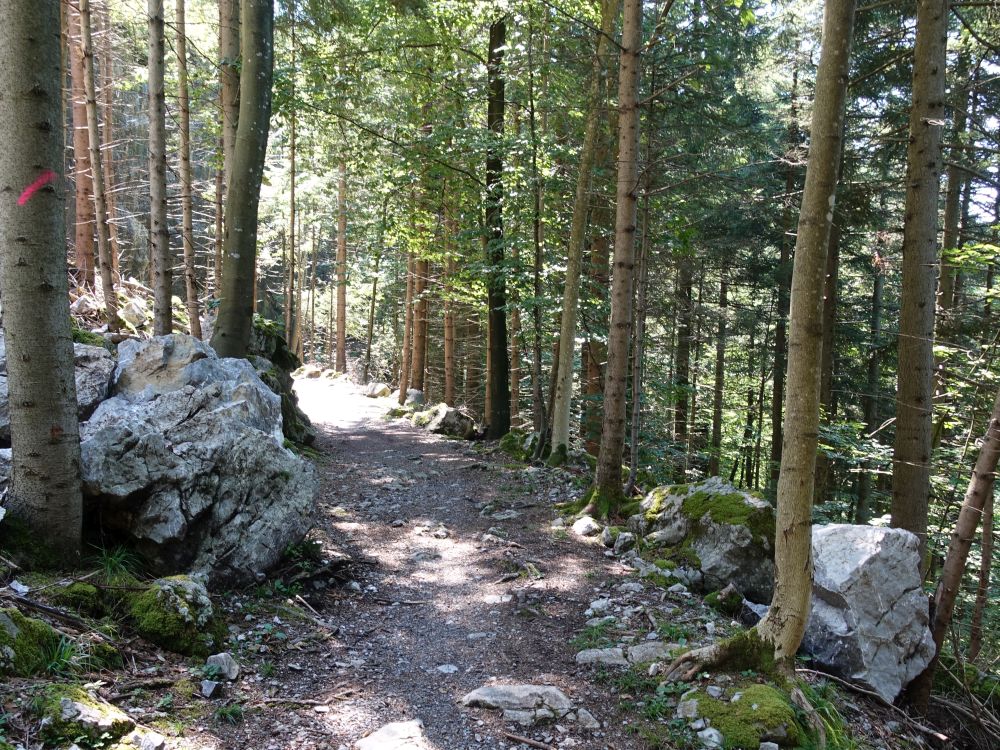 Waldweg bei Gruebi