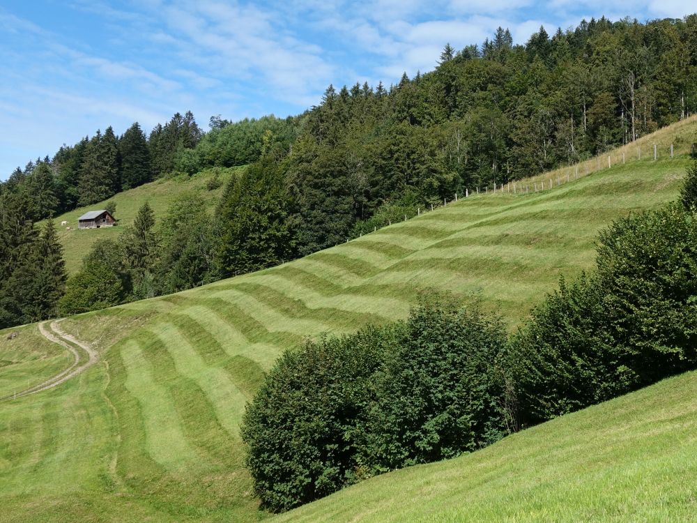 gemähte Bergwiese