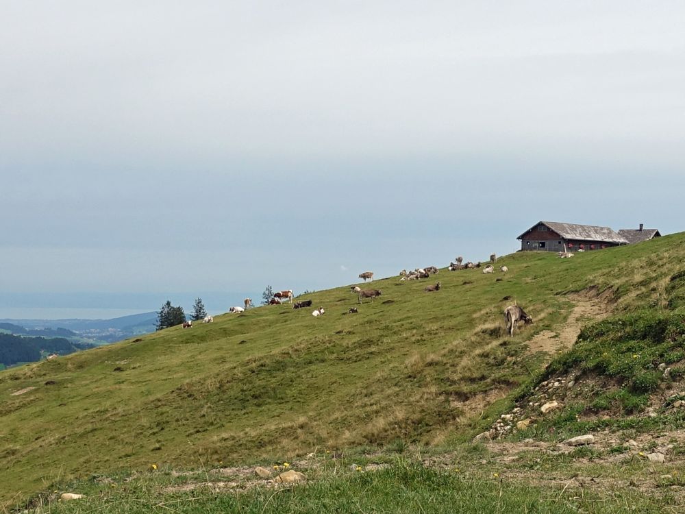 Kühe bei der Schüssenalp