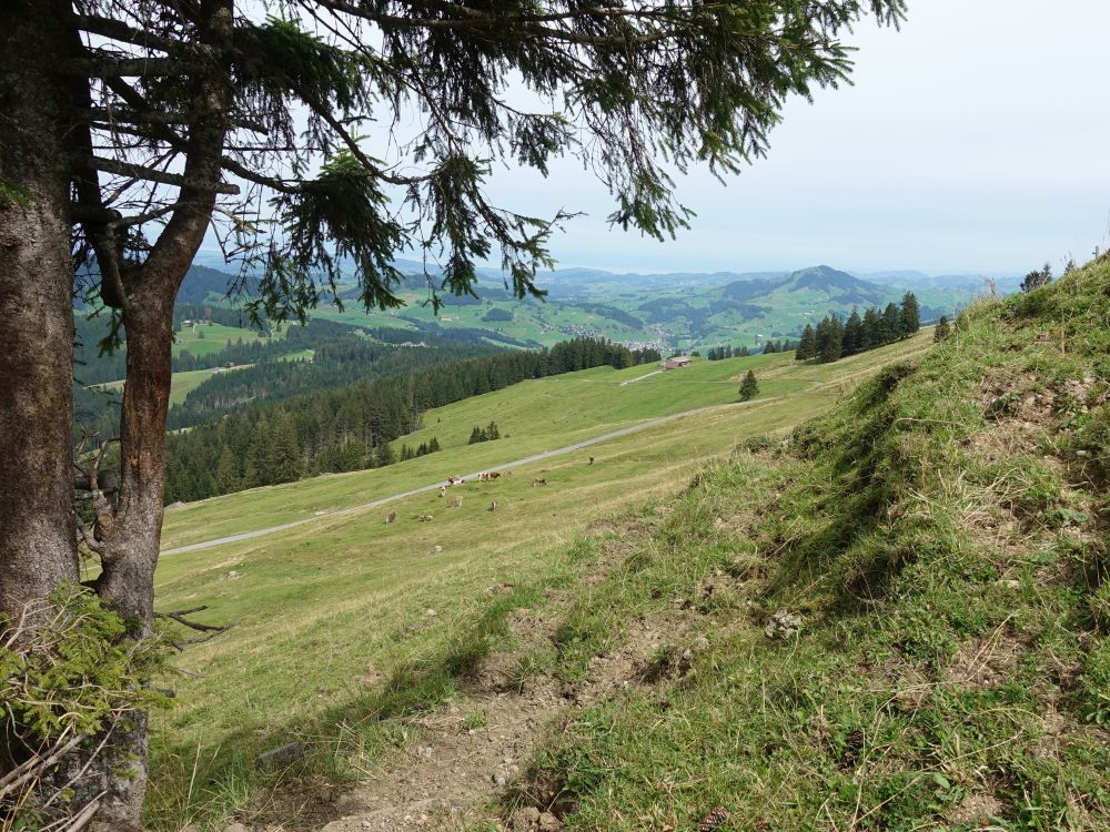 Blick Richtung Hundwiler Höhe