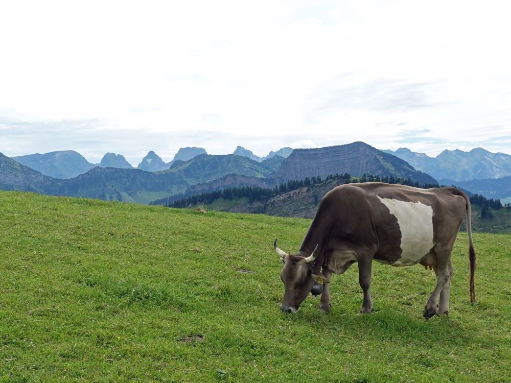 Churfirsten, Stockberg und Kuh