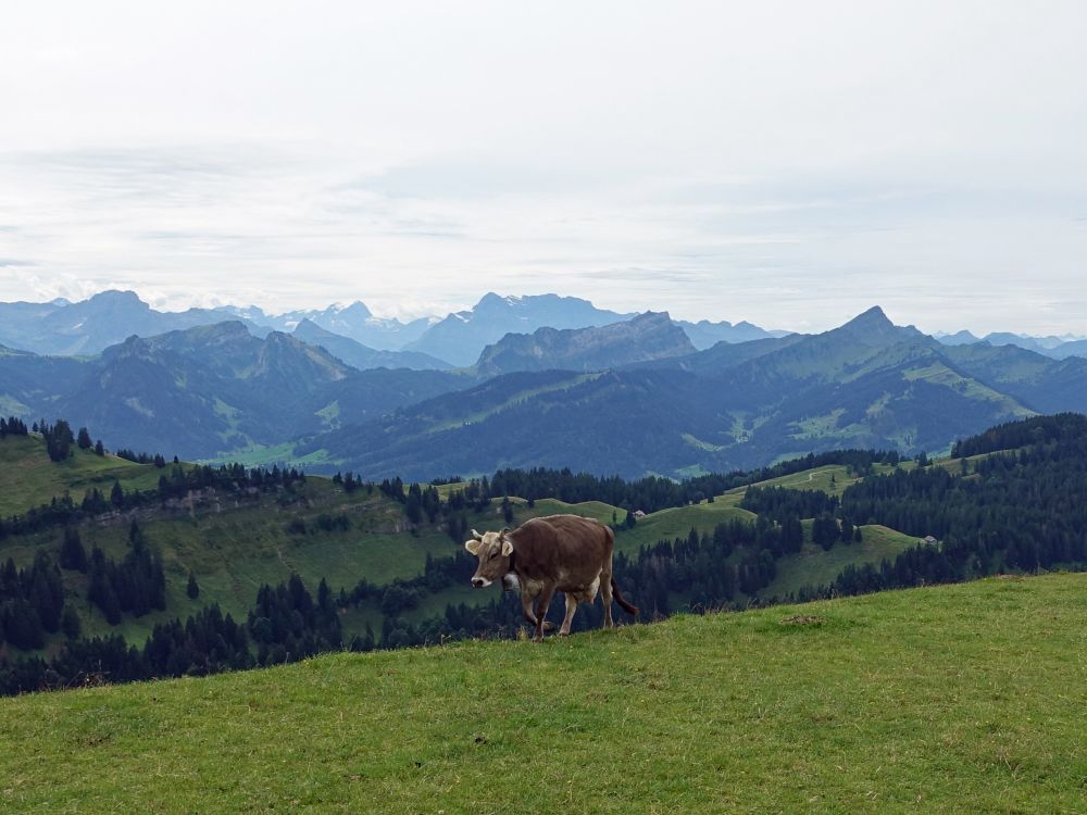 Kuh auf der Hochalp