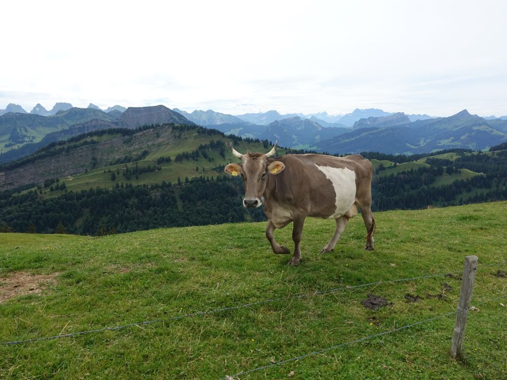 Kuh auf der Hochalp