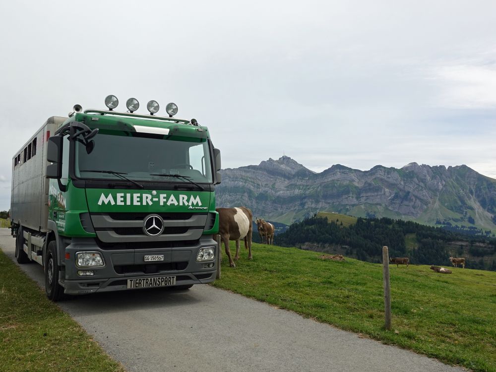 Tiertransporter auf der Hochalp