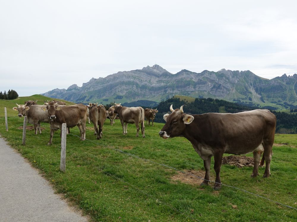 Kühe und Säntis