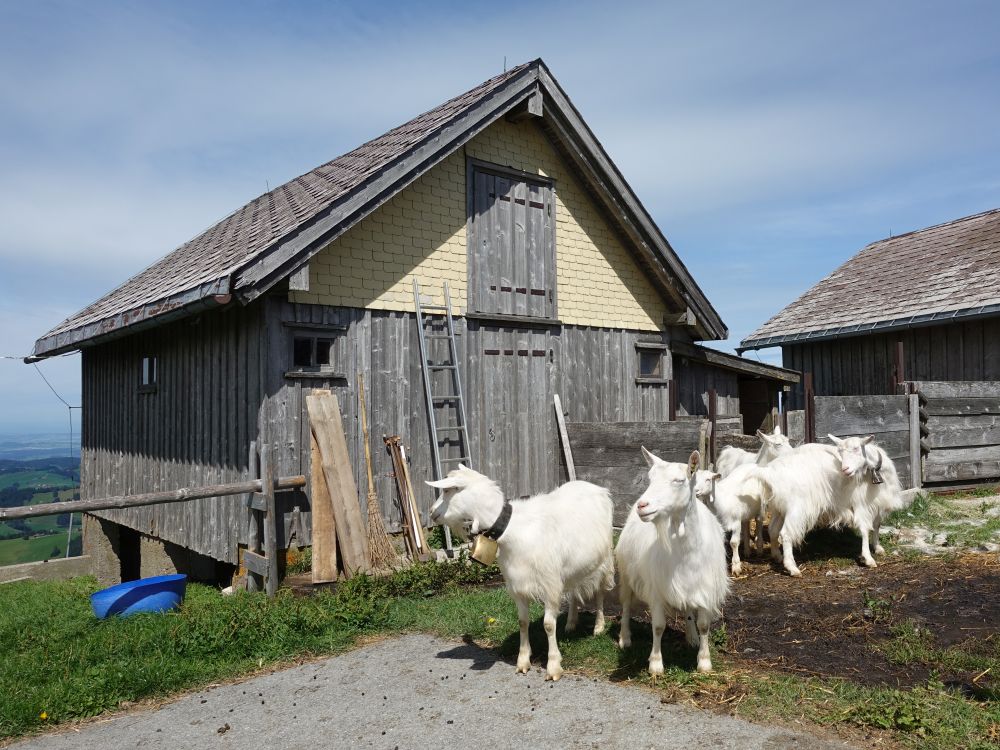 Ziegen auf der Hochalp